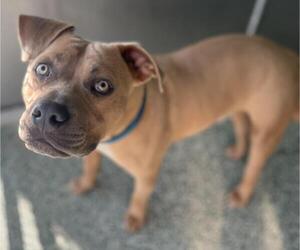 American Pit Bull Terrier Dogs for adoption in Salisbury, NC, USA