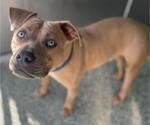Small American Pit Bull Terrier