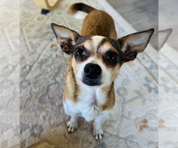 Medium Photo #1 Chihuahua Puppy For Sale in Bellevue, WA, USA