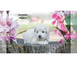 Small Photo #4 American Eskimo Dog-Poodle (Toy) Mix Puppy For Sale in CLARE, MI, USA