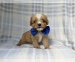 Small #9 Cavapoo