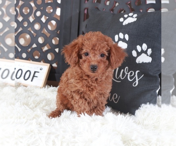 Medium Photo #2 Poodle (Toy) Puppy For Sale in MOUNT VERNON, OH, USA