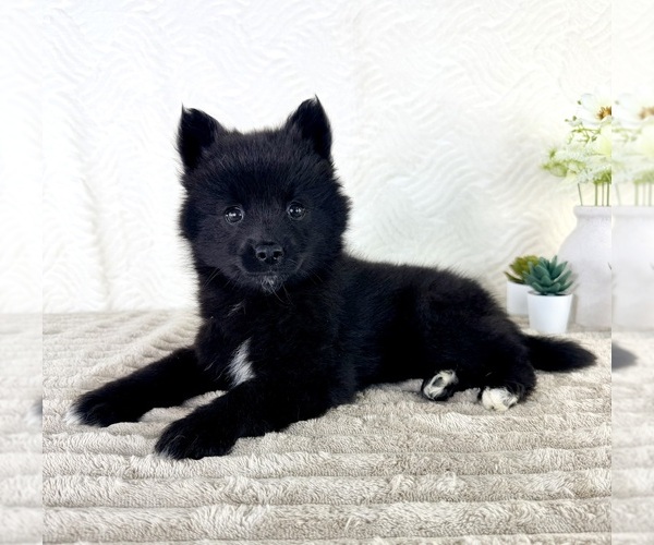 Medium Photo #4 Pomsky Puppy For Sale in GREENFIELD, IN, USA