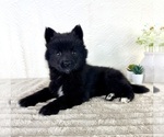 Small #3 Pomsky