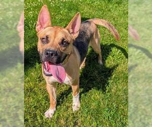 German Shepherd Dog-Unknown Mix Dogs for adoption in Akron, OH, USA
