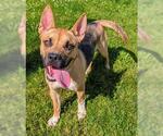 Small German Shepherd Dog Mix
