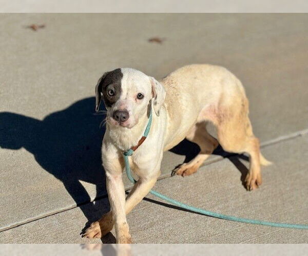 Medium Photo #1 Mutt Puppy For Sale in Tulsa, OK, USA