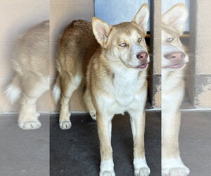 Valkyrie - Male Siberian Husky-Unknown Mix Dog for Adoption - Photo #4