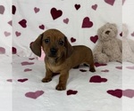 Small #5 Dachshund
