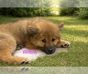 Chow Chow-Unknown Mix Dogs for adoption in Jackson Township, NJ, USA