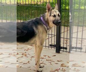German Shepherd Dog Dogs for adoption in Sacramento, CA, USA