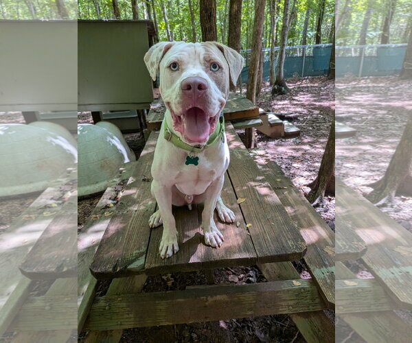 Medium Photo #2 Mutt Puppy For Sale in McCormick, SC, USA