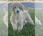 Small #2 Poodle (Toy)
