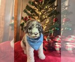 Small Photo #4 Poodle (Standard) Puppy For Sale in CLEVELAND, TN, USA