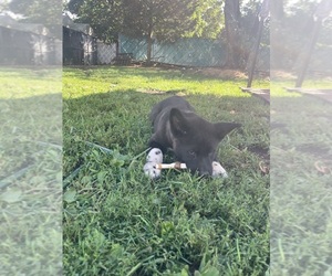 Medium Akita