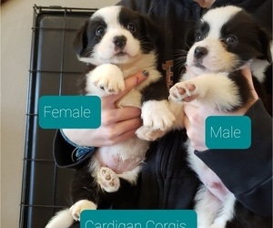 Cardigan Welsh Corgi Puppy for sale in MILTON, WI, USA