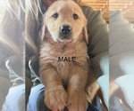Litter of 10 - Male(s) and Female(s) Golden RetrieverLitter of Puppies for Sale - Photo #3