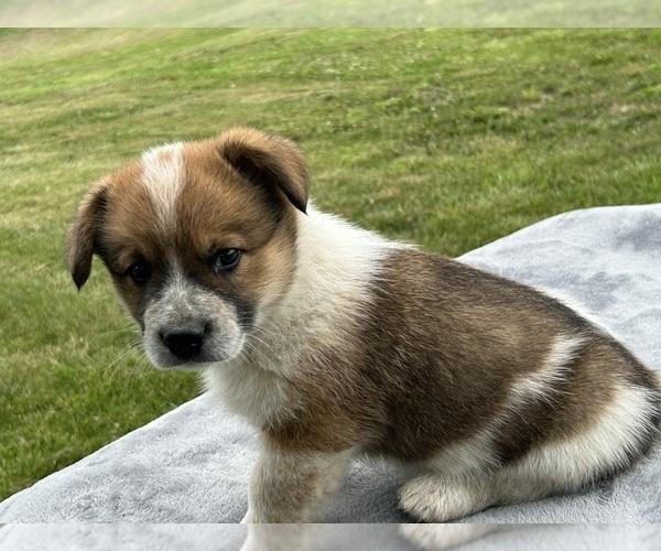 Medium Photo #4 Pembroke Welsh Corgi Puppy For Sale in DRAKESVILLE, IA, USA