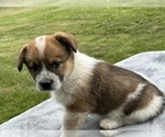 Small #3 Pembroke Welsh Corgi