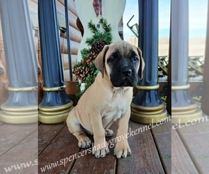 Mastiff Puppy for sale in CABOOL, MO, USA