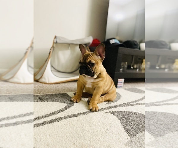 Medium Photo #26 French Bulldog Puppy For Sale in DAVIE, FL, USA