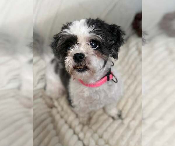 Medium Photo #2 Shih Tzu Puppy For Sale in Greenville, SC, USA