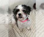 Small #1 Shih Tzu