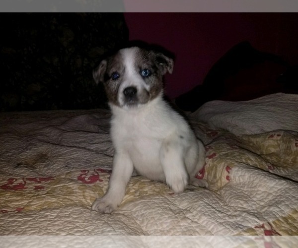 Medium Photo #3 Texas Heeler Puppy For Sale in SPENCER, TN, USA