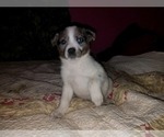 Small Photo #3 Texas Heeler Puppy For Sale in SPENCER, TN, USA