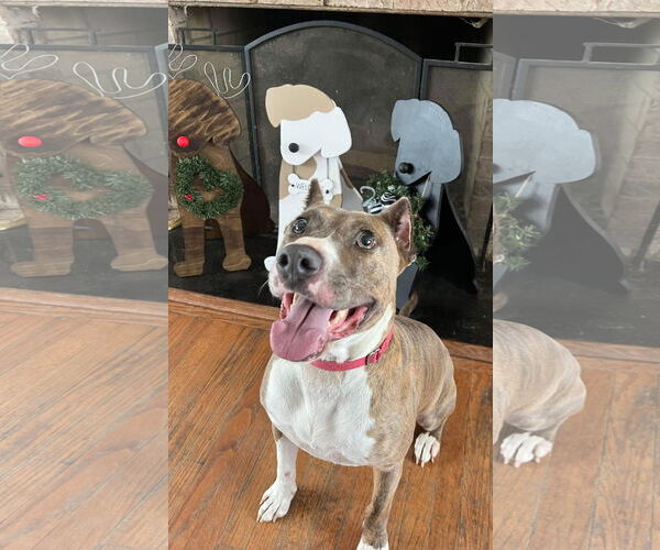 Medium Photo #7 American Pit Bull Terrier-Unknown Mix Puppy For Sale in Germantown, OH, USA