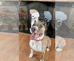 Small #6 American Pit Bull Terrier Mix