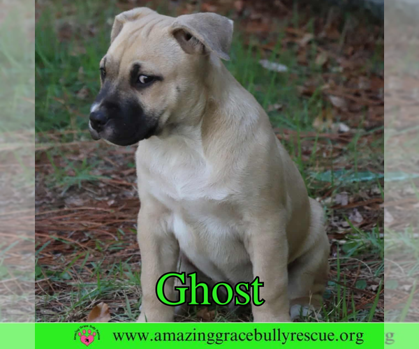 Medium Photo #2 American Pit Bull Terrier-Unknown Mix Puppy For Sale in Pensacola, FL, USA