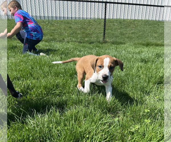 Medium Photo #2 Bogle Puppy For Sale in Mechanicsburg, PA, USA