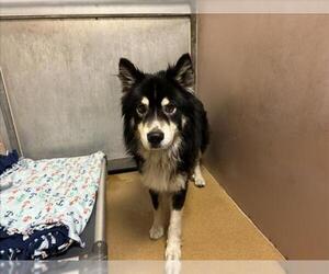 Siberian Husky-Unknown Mix Dogs for adoption in Martinez, CA, USA