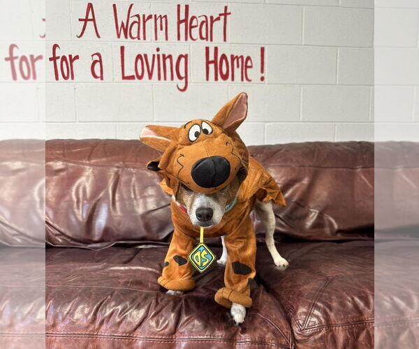 Medium Photo #8 Jack Russell Terrier-Unknown Mix Puppy For Sale in North Myrtle Beach, SC, USA