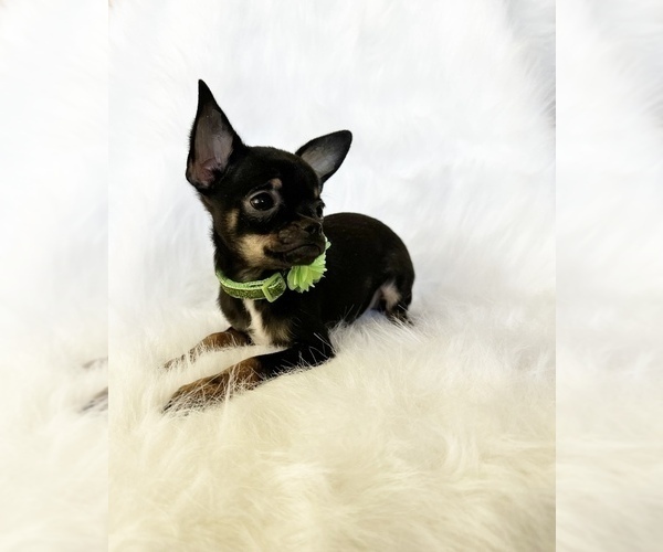 Medium Photo #4 Chihuahua Puppy For Sale in SACRAMENTO, CA, USA