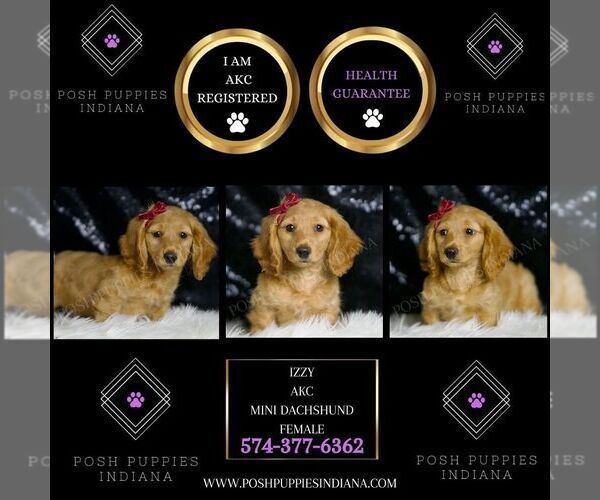 Medium Photo #5 Dachshund Puppy For Sale in WARSAW, IN, USA