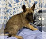 Small German Shepherd Dog Mix