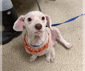 Chihuahua Dogs for adoption in Bakersfield, CA, USA