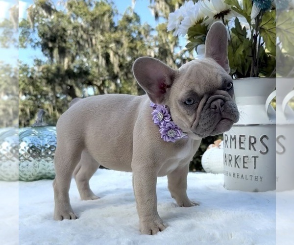 Medium Photo #5 French Bulldog Puppy For Sale in LAKE CITY, FL, USA