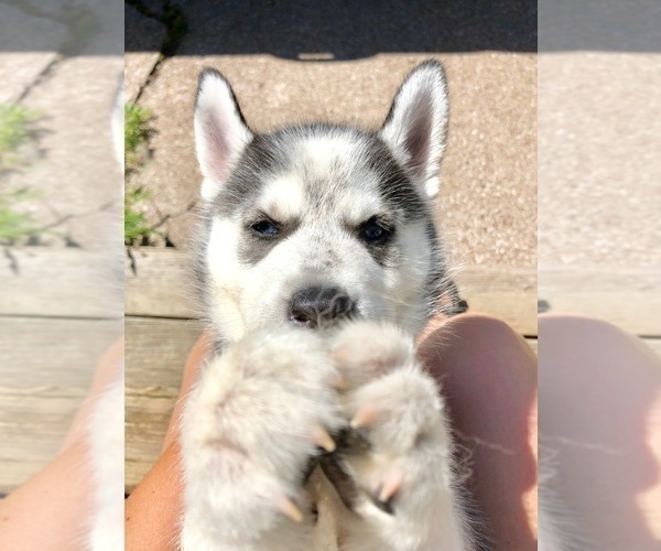 Medium Photo #13 Siberian Husky Puppy For Sale in WASHBURN, WI, USA