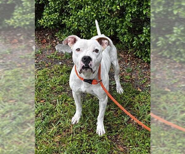 Medium Photo #1 American Bulldog Puppy For Sale in Fort Lauderdale, FL, USA