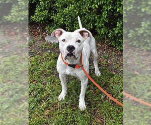 American Bulldog Dogs for adoption in Fort Lauderdale, FL, USA