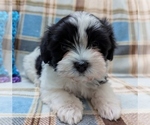 Small #9 Havanese