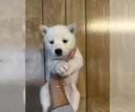 Small Photo #1 Siberian Husky Puppy For Sale in ARLINGTON, VT, USA