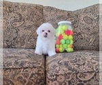 Small #1 Maltese