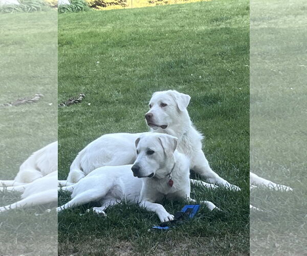 Medium Photo #3 Great Pyrenees Puppy For Sale in Bountiful, UT, USA