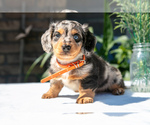 Puppy Westley Dachshund