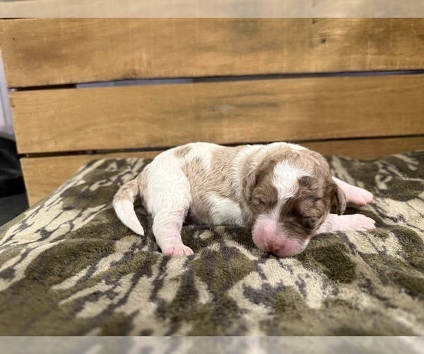 Medium Photo #3 Bernedoodle Puppy For Sale in TROY, NC, USA