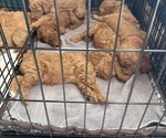 Small #6 Goldendoodle
